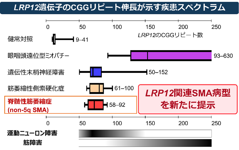 成人発症non-5q SMAでLRP12 遺伝子のCGGリピート伸長を同定
