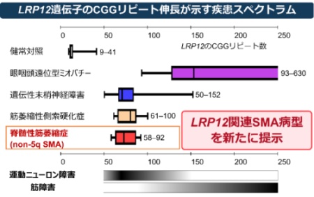 成人発症non-5q SMAでLRP12 遺伝子のCGGリピート伸長を同定