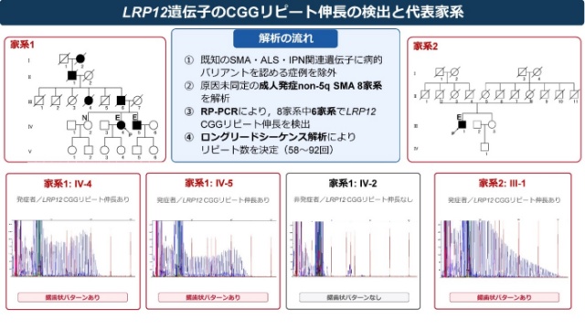 図1：LRP12 遺伝子のCGGリピート伸長の検出と代表家系
