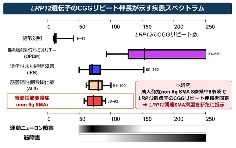 図2：LRP12 遺伝子のCGGリピート伸長が示す疾患スペクトラム