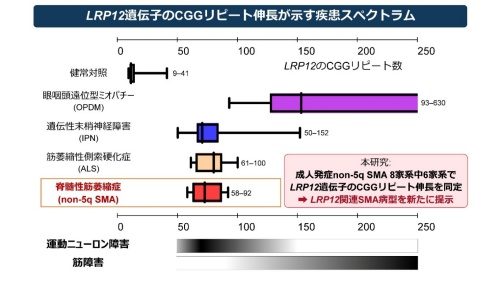 図2：LRP12 遺伝子のCGGリピート伸長が示す疾患スペクトラム