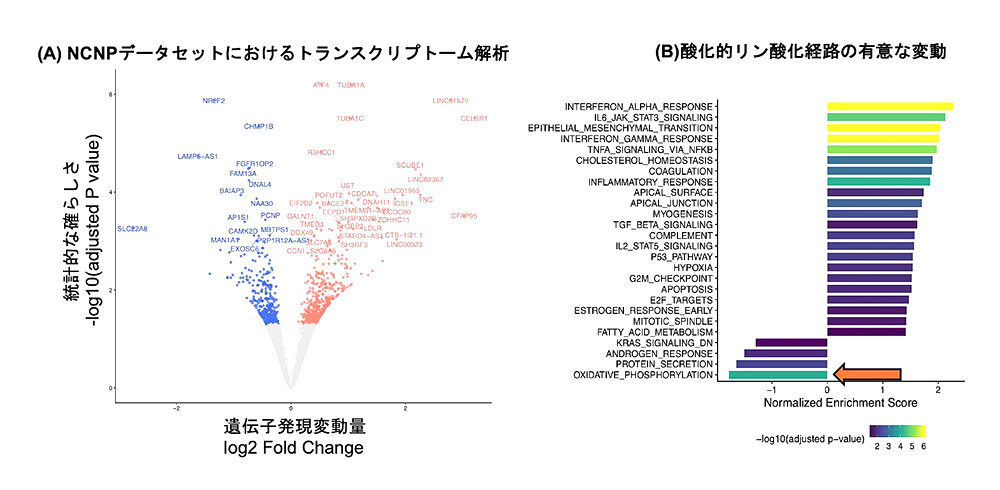 図１ NCNPのトランスクリプトームデータ解析