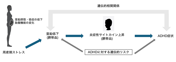 ADHDに対する遺伝的リスク