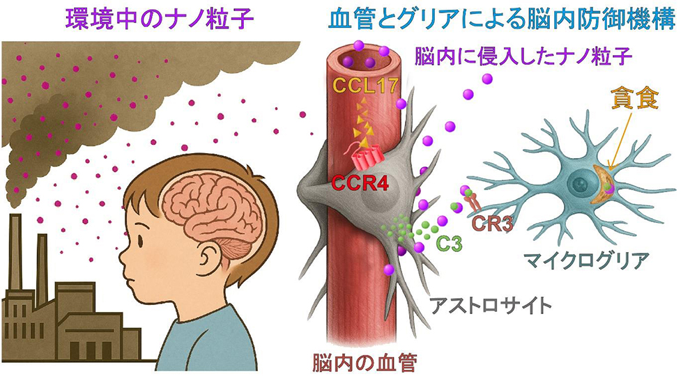 世界初 環境中のナノ粒子から脳を守る「防御システム」を解明 ～微小粒子が引き起こす脳の神経毒性に対する保護メカニズムをマウスで発見～