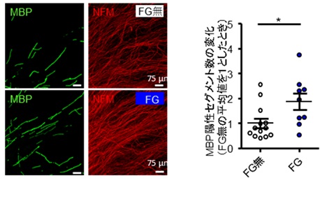 図1　 HIF1αによる髄鞘化促進効果
