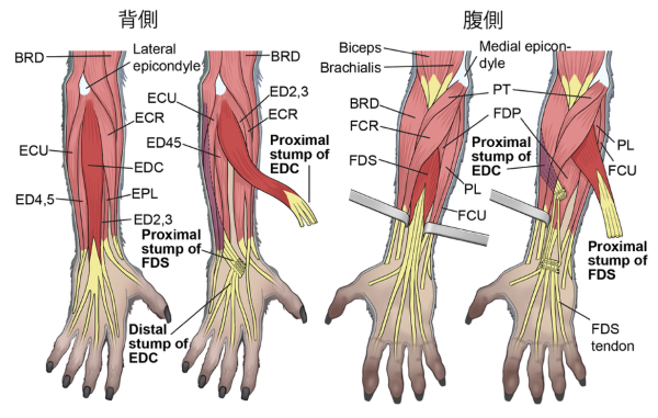 図1　マカクサル前腕の筋解剖と腱移行手術