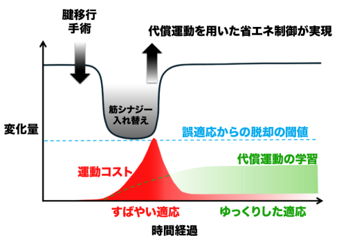 図3　研究成果を説明するモデル