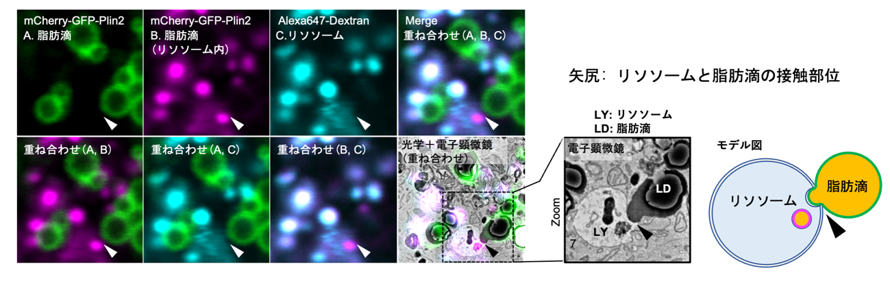 脂肪を分解する新たな仕組みを発見〜肥満・糖尿病の改善から、認知症予防への応用に期待〜