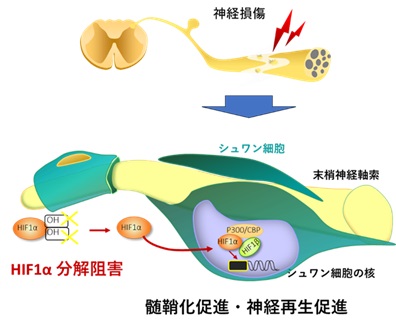 低酸素状態が末梢神経損傷後の再生を促進するメカニズムを解明