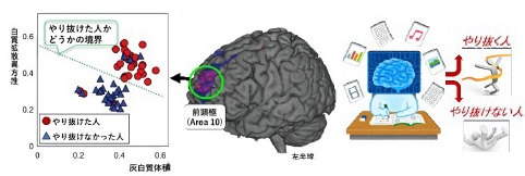 脳画像から「やり抜く力」を予測する手法を開発~目標の細分化が脳を変化させ達成を支援~