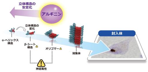 神経難病ポリグルタミン病の新しい治療薬候補を発見 ~L-アルギニンのタンパク質構造安定化作用による凝集抑制効果~