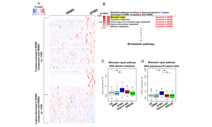 Dysbiosis in the Gut Microbiome Shapes Disease Course in the Different Stages of Multiple Sclerosis