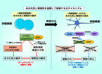 神経前駆細胞・幹細胞から神経細胞を生み出す新メカニズムの発見 ~脳の進化や腫瘍形成の謎を解明する足掛かり~