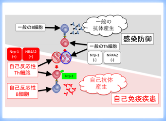自己反応性ヘルパーT細胞の識別マーカー分子の同定~副作用のない自己免疫疾患の根本治療への道を拓く新たな成果~
