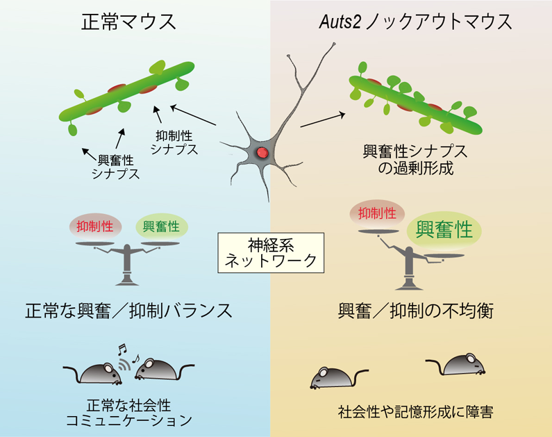 自閉症や統合失調症、薬物依存など、様々な精神疾患に関わるAUTS2遺伝子が シナプスの形成や恒常性維持に関わることを発見