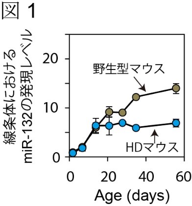 脳内で減少するmir 132の補充が ハンチントン病 に効果があることを発見 アルツハイマー病や統合失調症の治療開発にも期待 国立研究開発法人 国立精神 神経医療研究センター National Center Of Neurology And Psychiatry