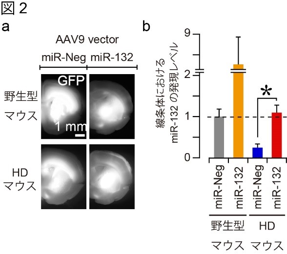 図2-a（左）野生型マウスとHDマウスの比較。導入したAAVを確認することができる。図2-b（右）：線条体におけるmiR-132の発言レベルの比較