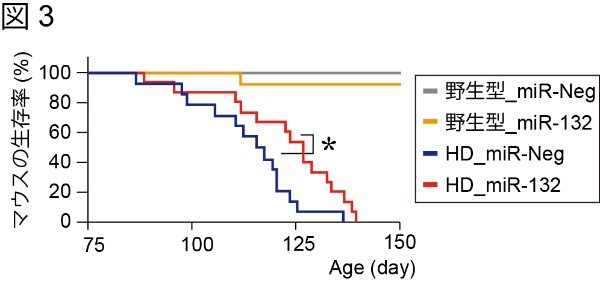図3：miR-132の補充とマウスの生存率