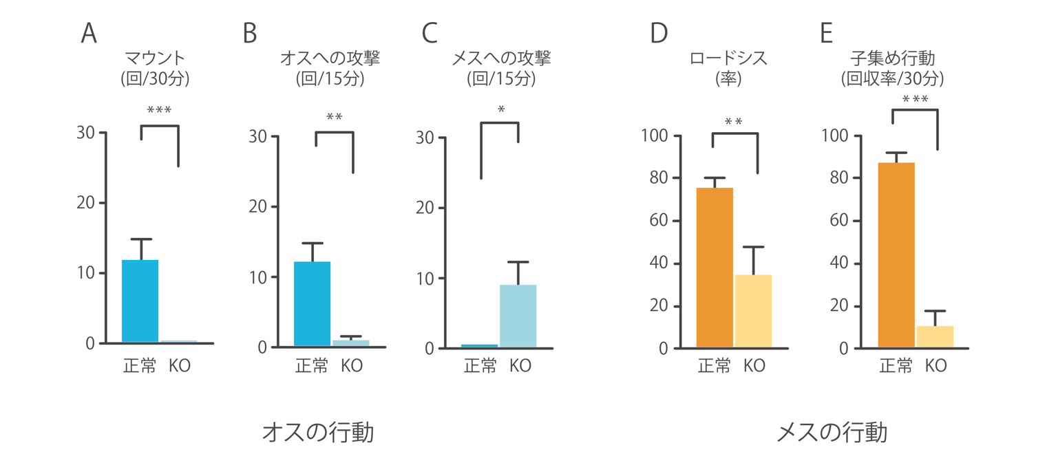 Ptf1aが最上流遺伝子として、脳の男性化・女性化に働くことを発見 - 脳の性別を決定する新たなメカニズム -