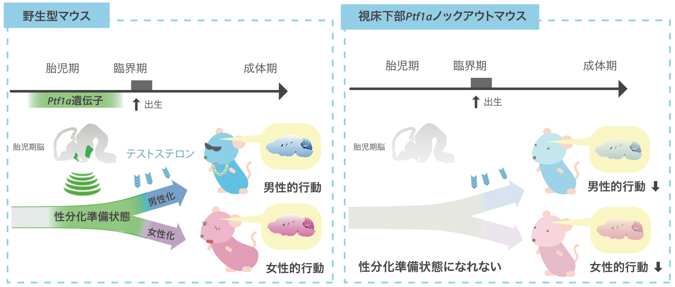 野生型マウスと視床下部Ptf1aノックアウトマウスに関する図解