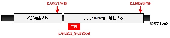 図２：リジン-tRNA合成酵素と遺伝子異常