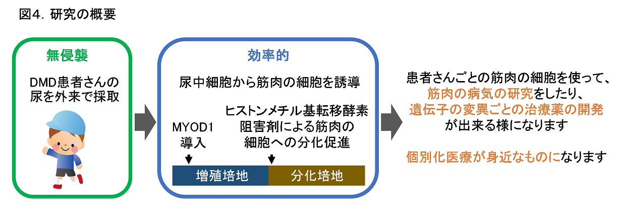 図4研究の概要