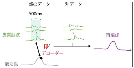 自由行動中のサルの脳活動から筋活動情報を解読することに成功 ～日常生活におけるBMIへの応用に期待～