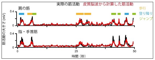 図２：自由に行動しているときの皮質脳波から筋活動の情報の解読例