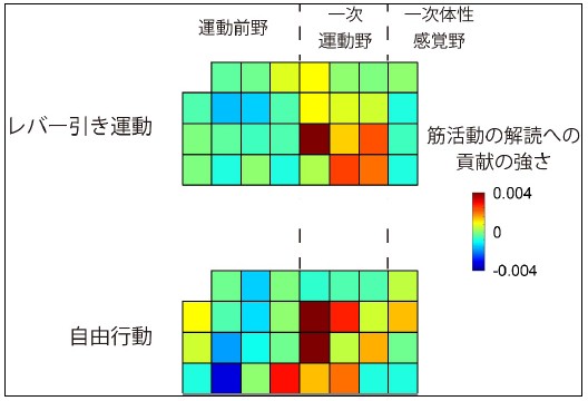 図３：筋活動を解読にあたって脳の各部位の重要度