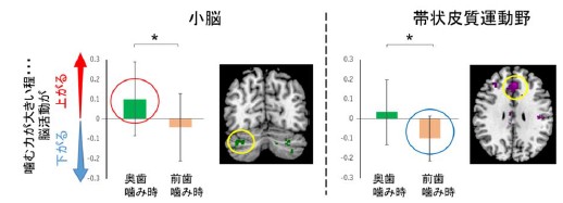 図1：噛む力と脳活動の相関関係を小脳と帯状皮質運動野で調査した図