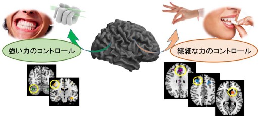 図2：物を噛む運動を行う際は小脳（強い力のコントロール）と帯状皮質運動野（繊細な力のコントロール）の異なる二つの運動制御機構が働く