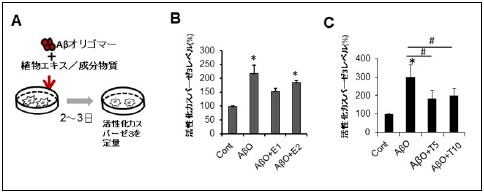 アルツハイマー病の発症因子アミロイドβオリゴマーを標的とした 植物由来の治療薬候補物質を発見