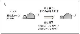 A.5XFADマウスと、対照の野生型(WT)マウスを２群にわけ、一方には水のみを、他方にはチロソール（T）を含む水を4ヶ月令から12週間または2ヶ月令から20週間投与した結果