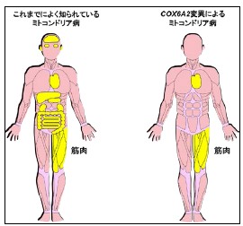 先天性ミオパチー患者さんに骨格筋と心筋のみに発現するCOX欠損症の新たな原因遺伝子を発見～ミトコンドリア病においても新たな発見～