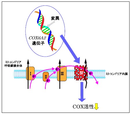 COX6A2変異がCOX活性低下を起こすメカニズム