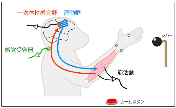 一次体性感覚野が、運動についての事前情報を受け取っていることを発見～脳は触る前からどんな感触を得るか知っているかもしれない～