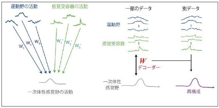 図2:脳情報デコーディング技術の具体的な方法