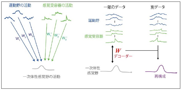  図２：脳情報デコーディング技術の具体的な方法