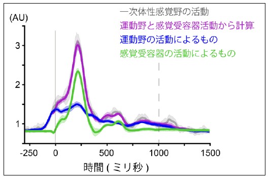 図３：運動野と感覚受容器の活動を用いて、一次体性感覚野の活動の再構成の例