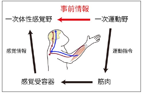 図４：一次体性感覚野への情報の流れ