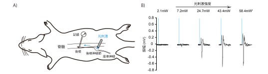 図２：光刺激により誘発される感覚神経の活動