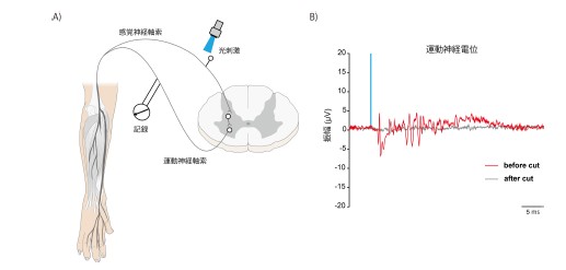 図３：光刺激により誘引される脊髄反射活動