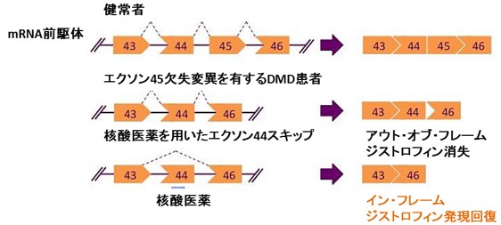 エクソン・スキップ治療の概念図