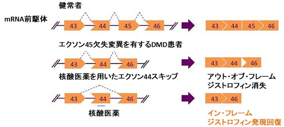 デュシェンヌ型筋ジストロフィー治療薬（NS-089/NCNP-02）の医師主導治験（First In Human試験）開始について