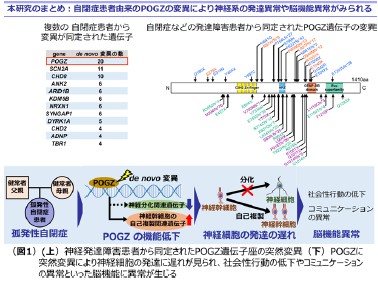 図1（上）神経発達障害患者から同定されたPOGZ遺伝子座の突然変異　（下）PDGZに突然変異により神経細胞の発達に遅れがみられ、社会性行動の低下やコミュニケーションの異常といった脳機能に異常が生じる