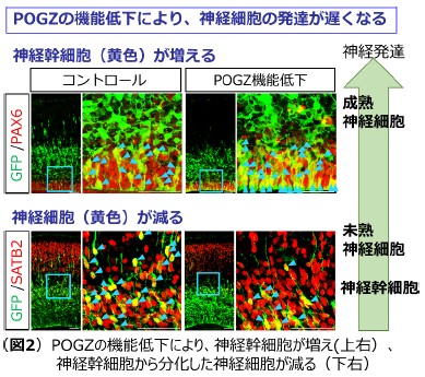 図2 POGZの機能低下により、神経幹細胞が増え（上右）、神経幹細胞から分化した神経細胞が減る（下右）