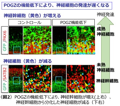図2 POGZの機能低下により、神経幹細胞が増え(上右)、神経幹細胞から分化した神経細胞が減る(下右)