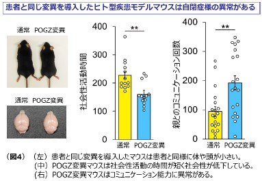 図4（左）患者と同じ異変を導入したマウスは患者と同様に体や頭が小さい　（中）POGZ変異マウスは社会性活動の時間が短く社会性が低下している　（右）POGZ変異マウスはコミュニケーション能力に異常がある。