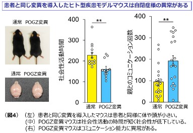 図4(左)患者と同じ異変を導入したマウスは患者と同様に体や頭が小さい (中)POGZ変異マウスは社会性活動の時間が短く社会性が低下している (右)POGZ変異マウスはコミュニケーション能力に異常がある。