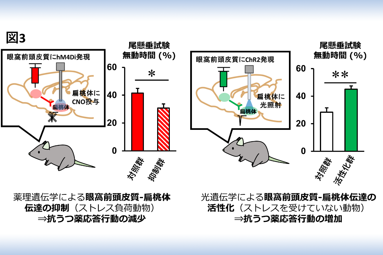 ストレスによる行動変化のメカニズムを分子レベルで解明 ～眼窩前頭皮質-扁桃体回路の役割～